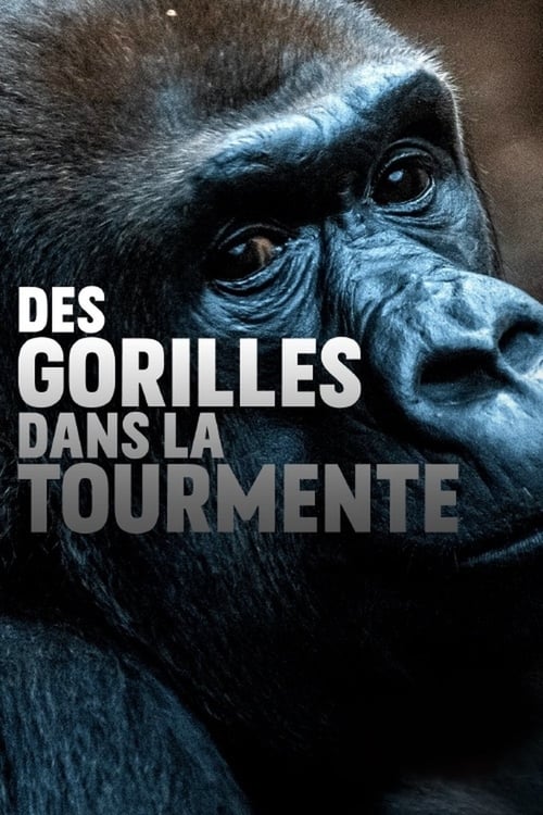 Poster Gorillas unter Stress 2020