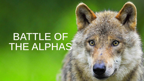 Battle of the Alphas