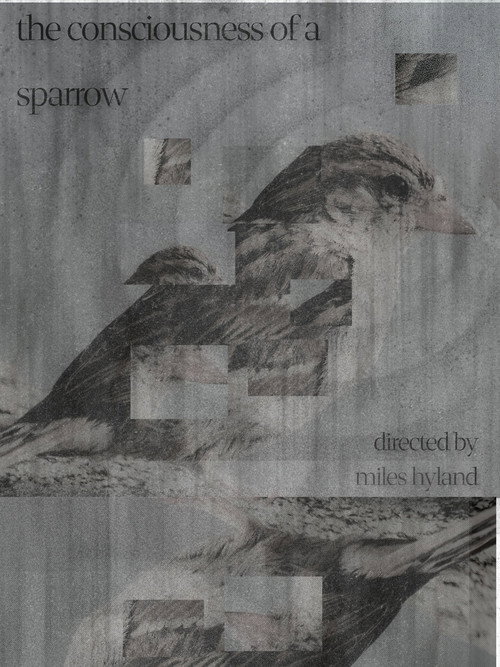 The Consciousness of a Sparrow