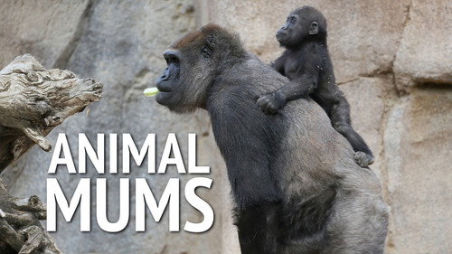Animal Mums - Season 1 Backdrop Blur