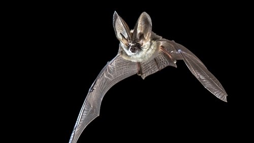 Bats