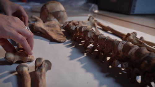 Dans la peau des premiers paysans français