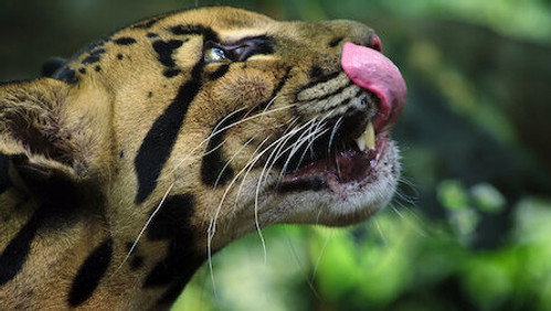 A Beleza Secreta dos Animais: 1×1