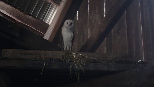 Fantasmas: 3×1