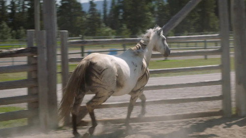 Heartland: 16×6