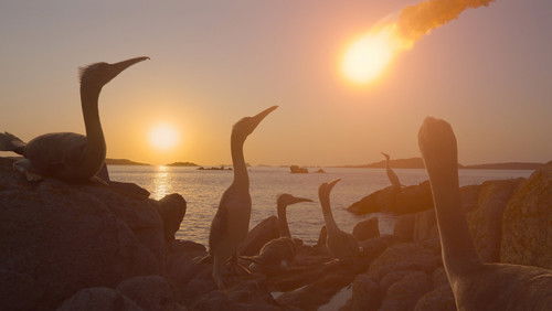 Os Dinossauros: 1×4