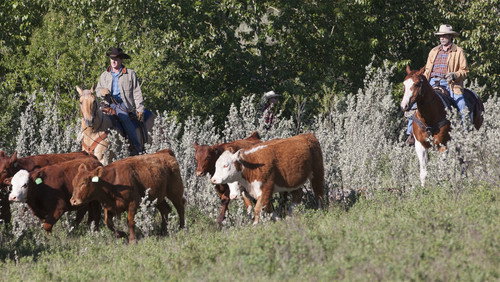Heartland: 6×3