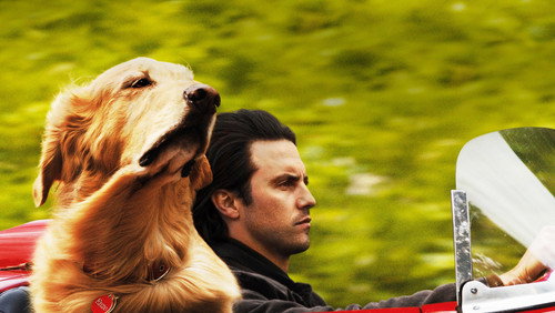 The Art of Racing in the Rain