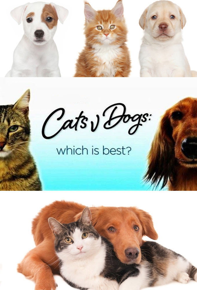 Cats v Dogs: Which Is Best?
