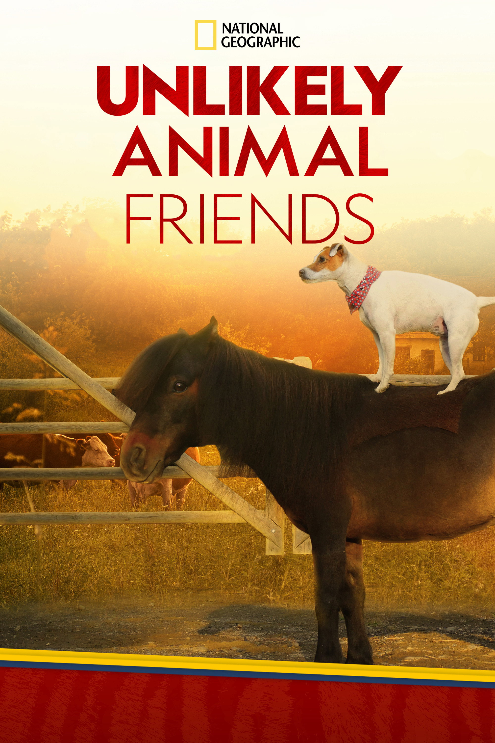 Unlikely Animal Friends