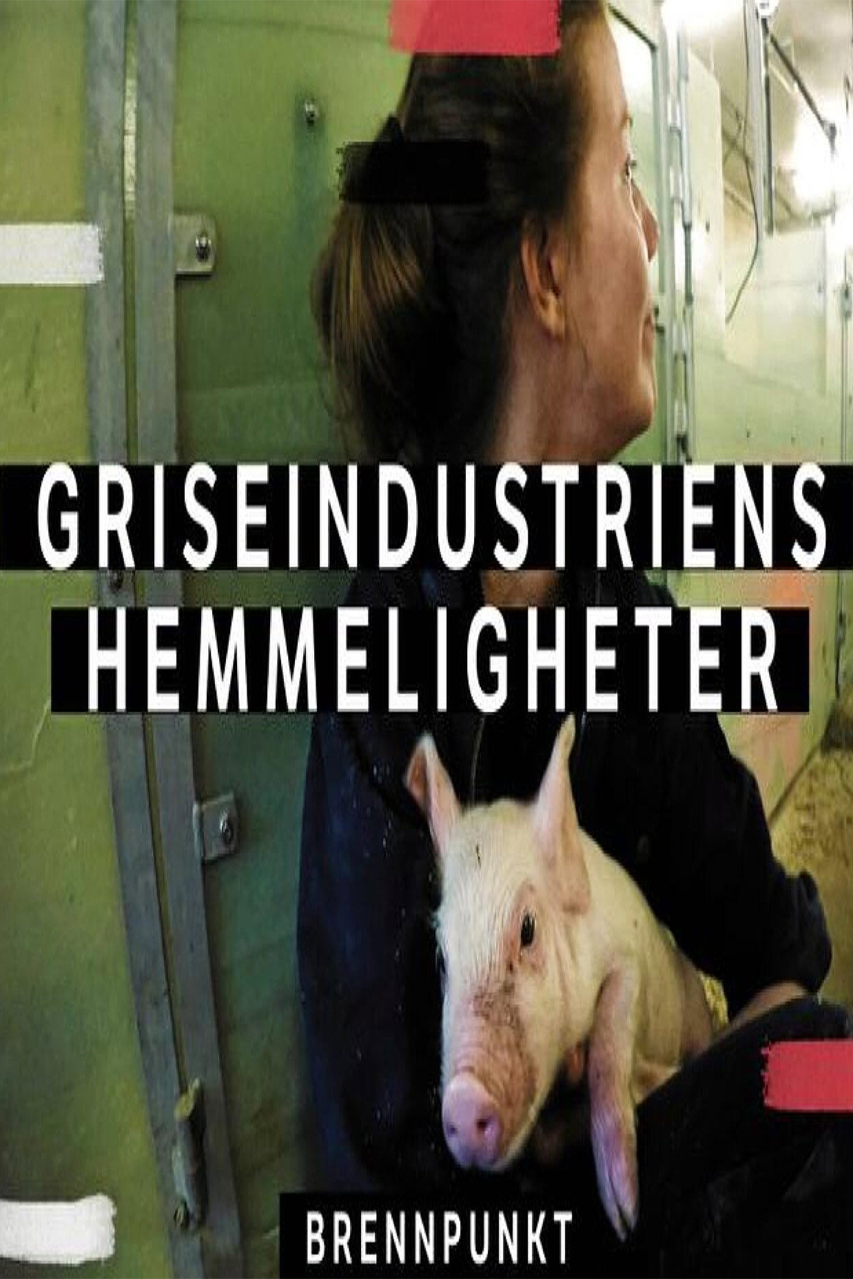 The Secret Lives of Pigs
