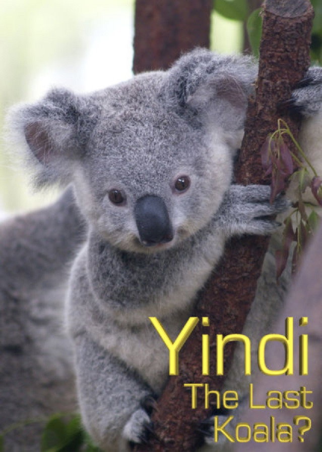 Yindi the Last Koala