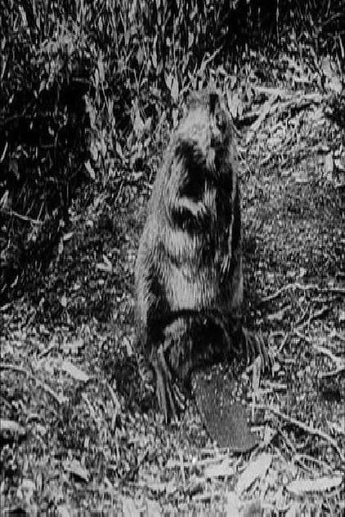 The Beaver People