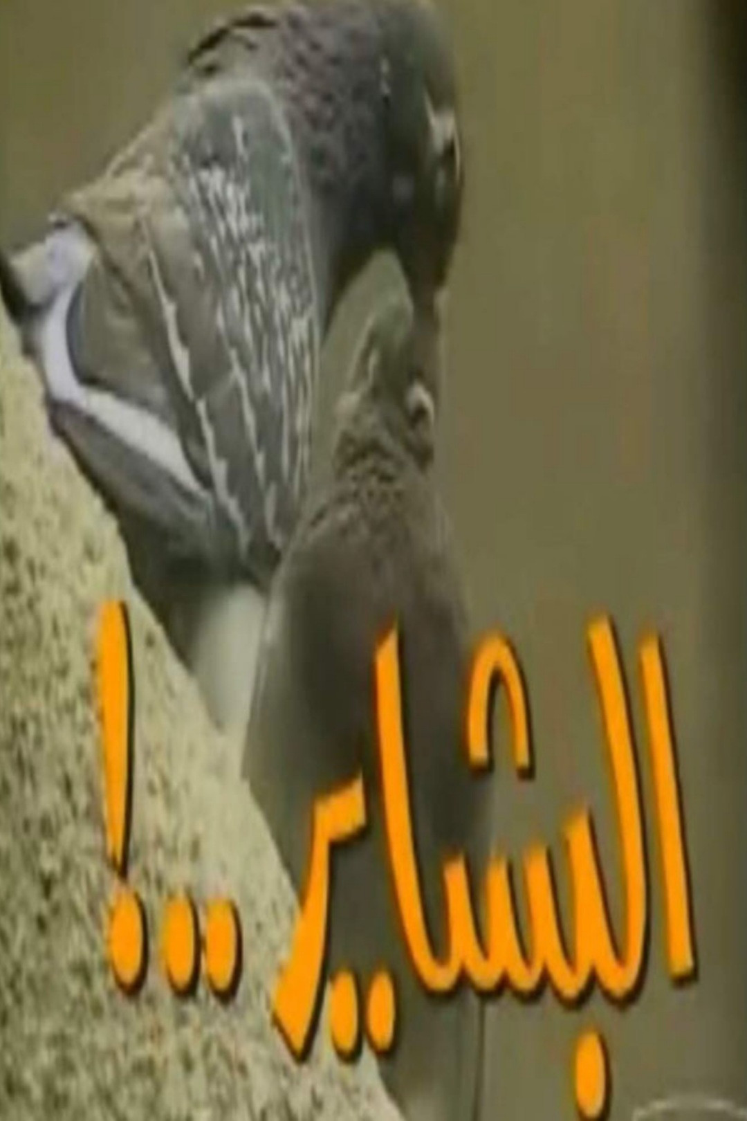 El Bashayer