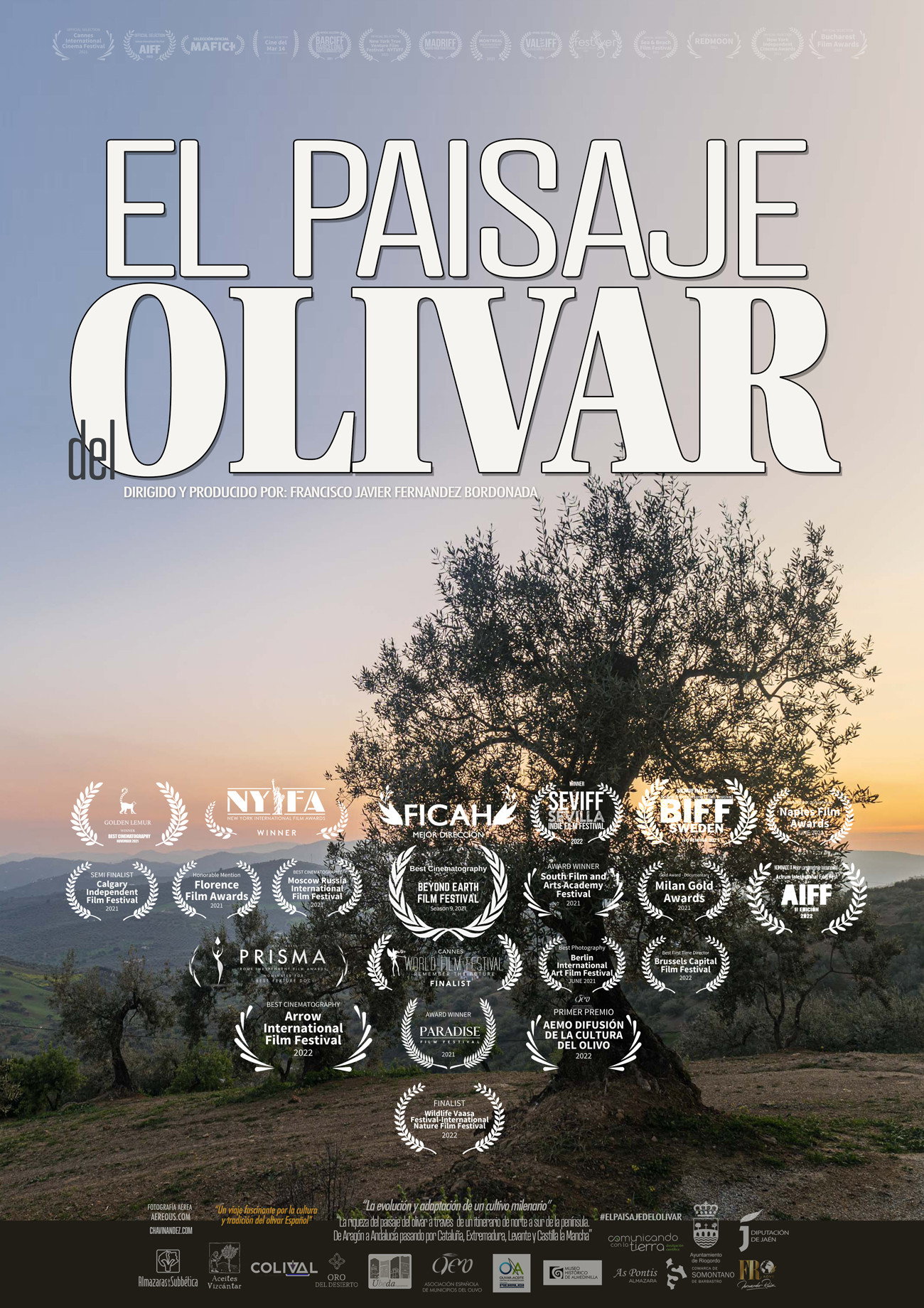 Spanish Olive Grove