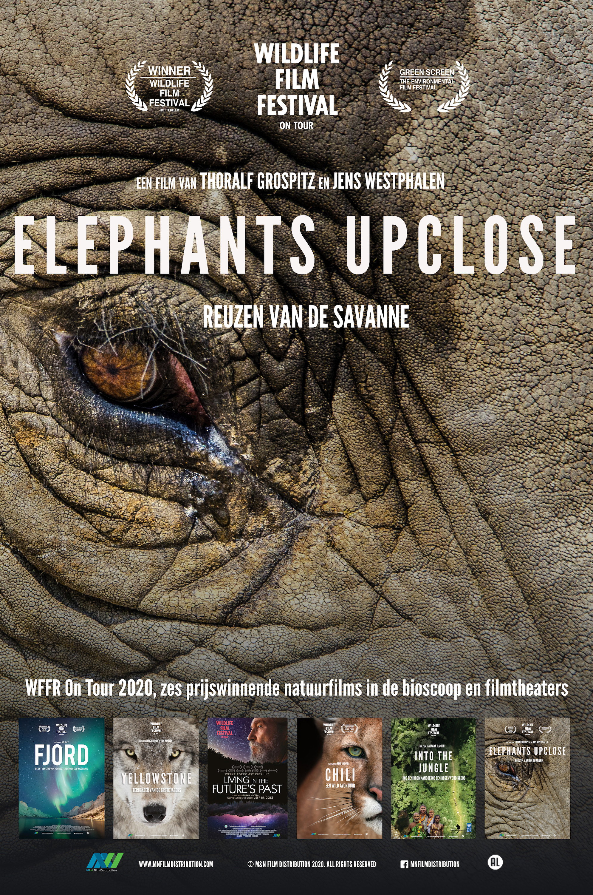 Elephants Up Close