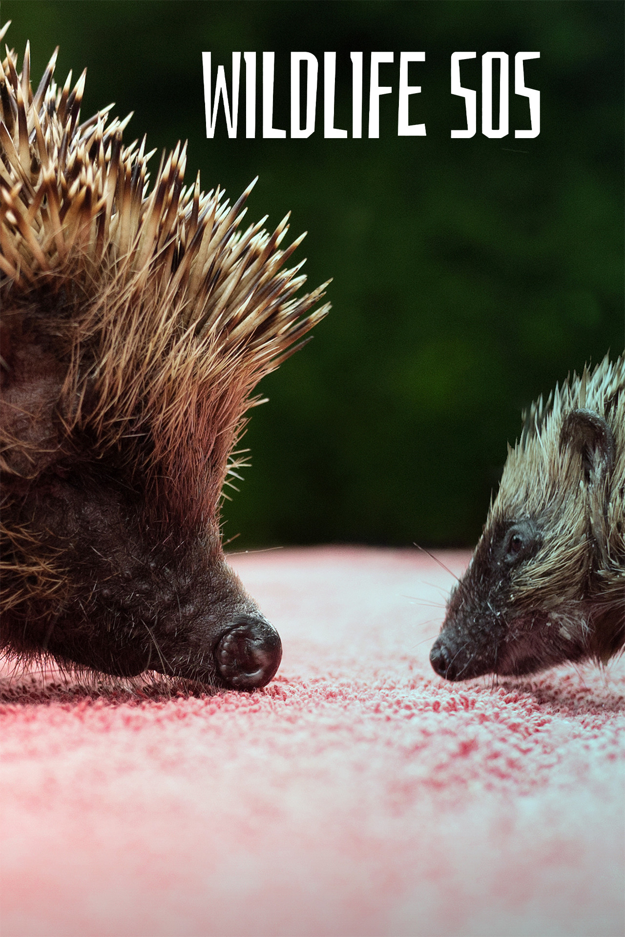 Wildlife SOS