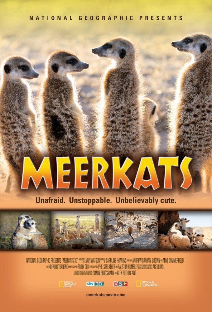 Meerkats