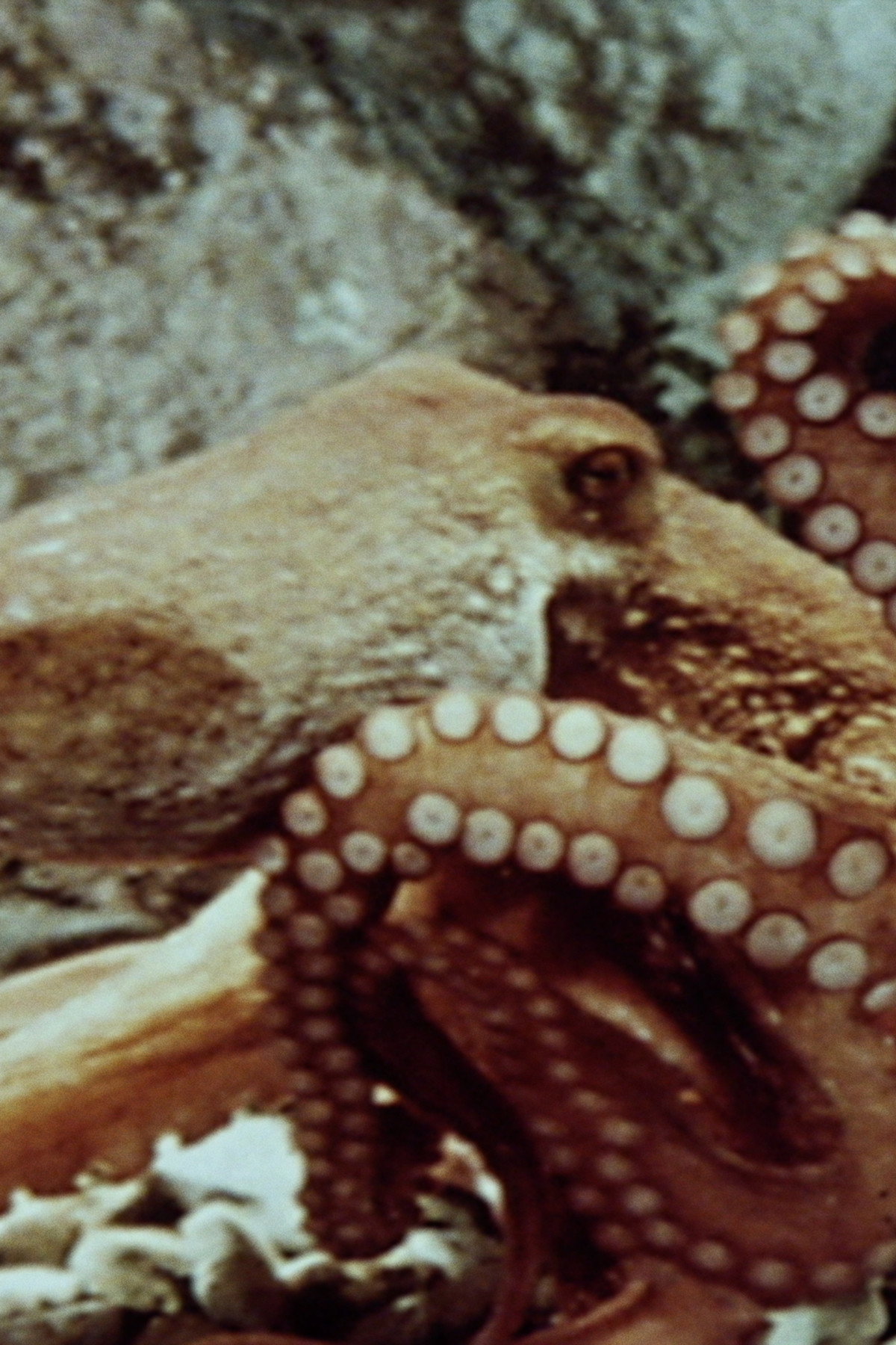 The Love Life of the Octopus