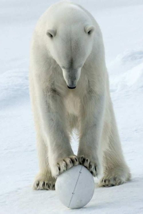 Spy in the Snow