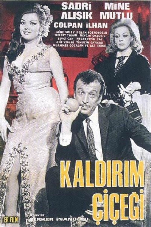 Kaldirim Çiçegi