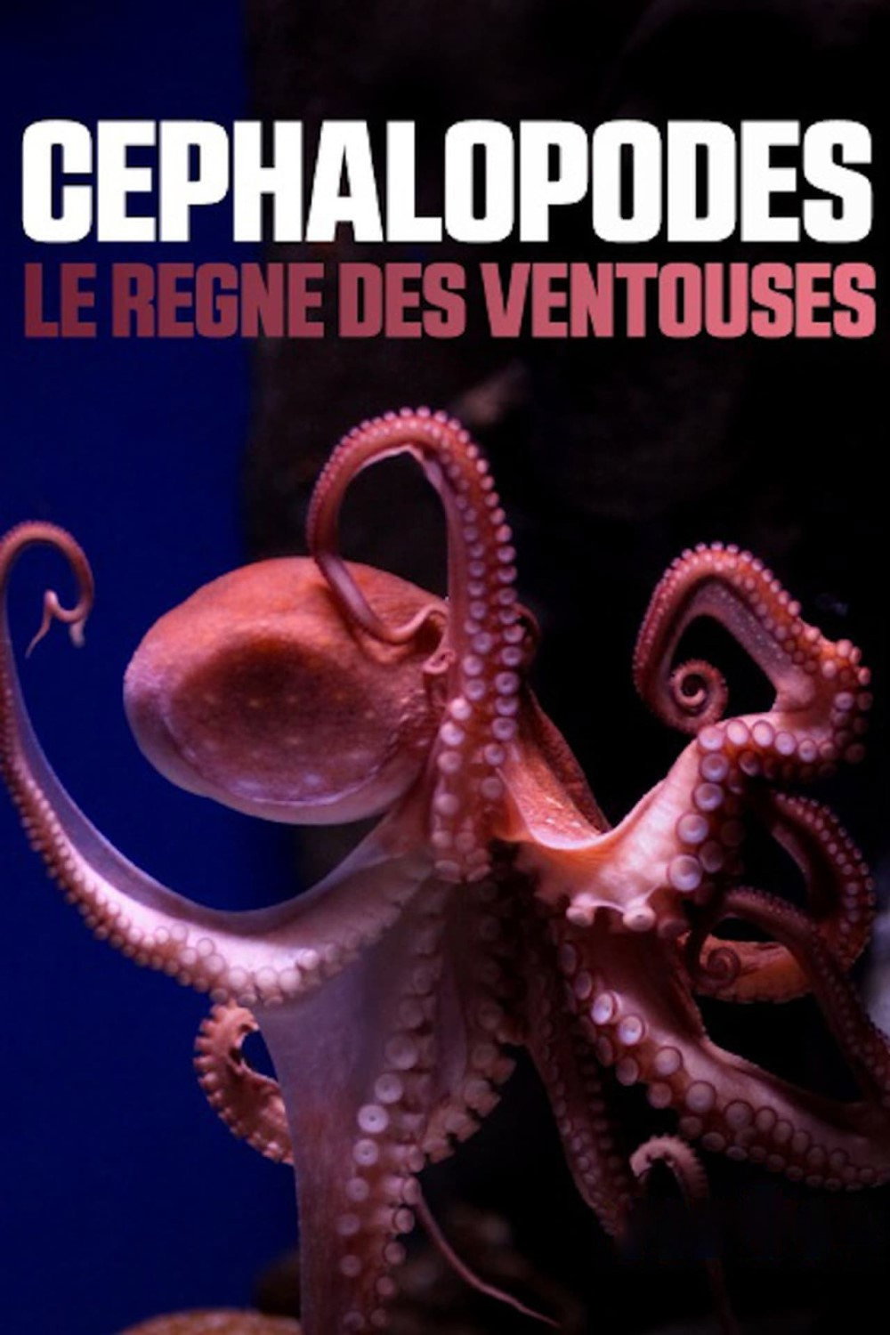 Céphalopodes: le règne des ventouses
