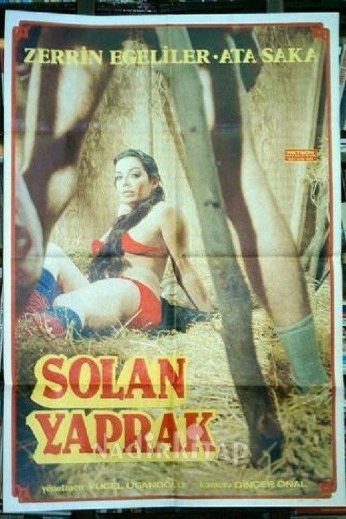 Solan Yaprak / Aga Düsen Kadin