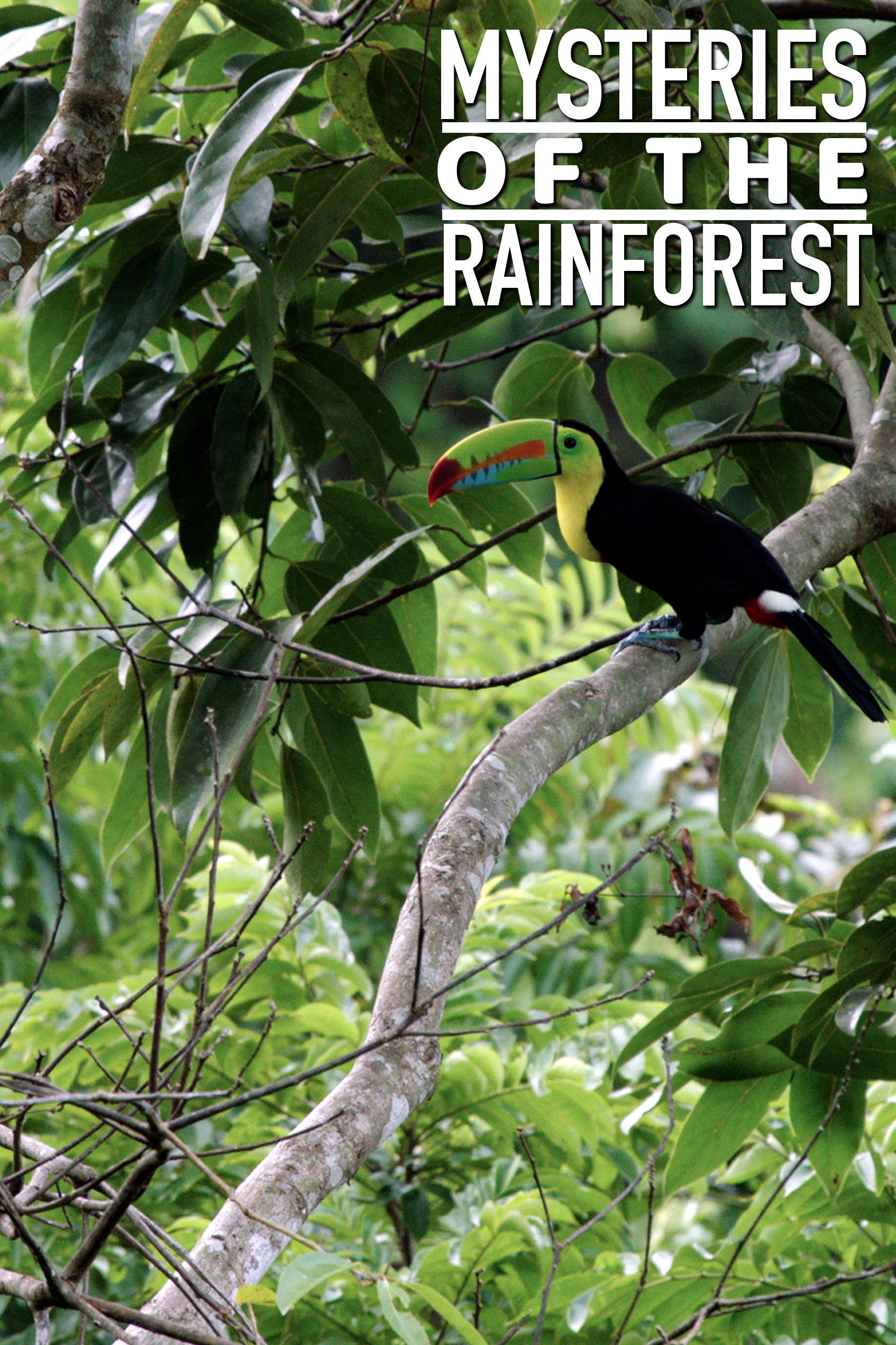 Mysteries of the Rainforest