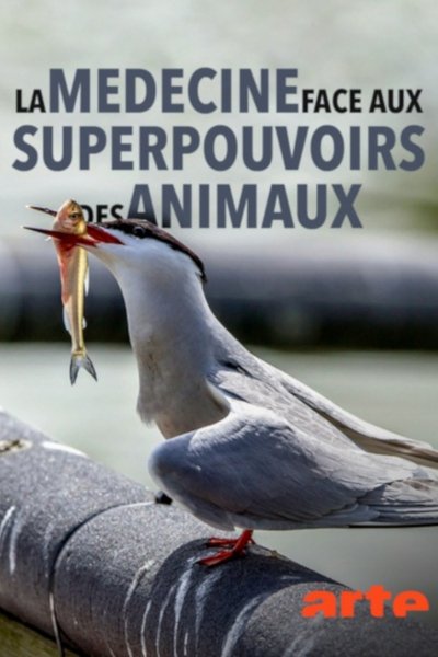 Watch!(2018) Wilde Medizin - Die Superkräfte der Tiere Full Movie Putlocker