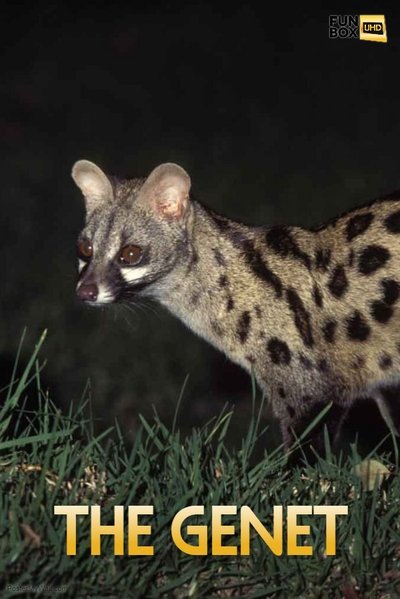 Watch Now!The Genet Full MoviePutlockers-HD