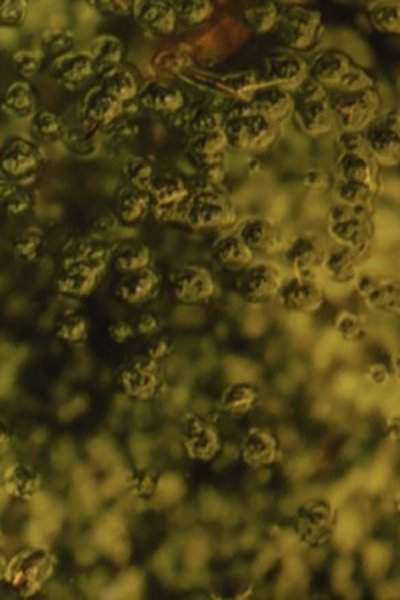 Watch - Calyx Full Movie Online