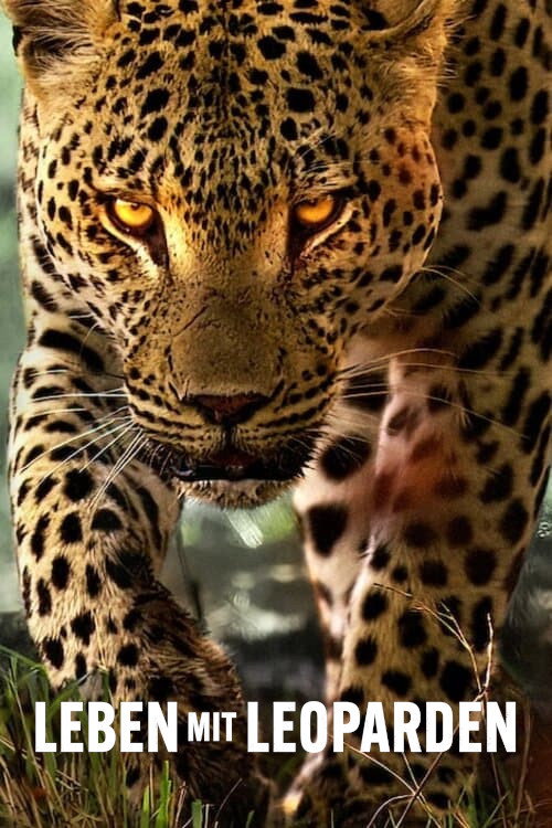 Poster von Leben mit Leoparden