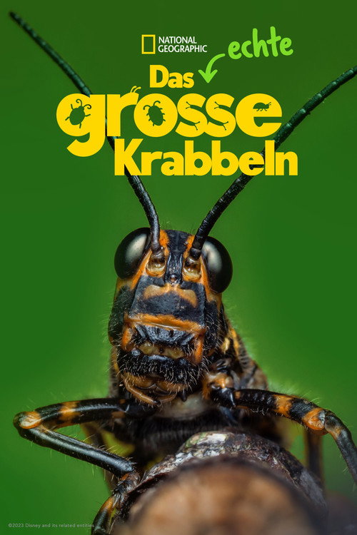 Poster von Das echte große Krabbeln