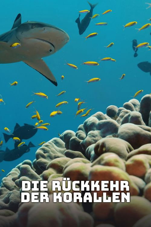 Poster von Die Rückkehr der Korallen