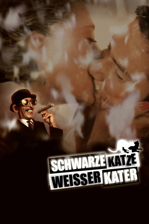 Poster von Schwarze Katze, weißer Kater