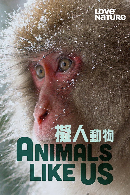 Poster for Animals Like Us
