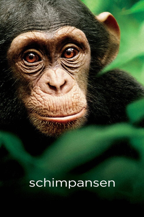 Poster von Schimpansen