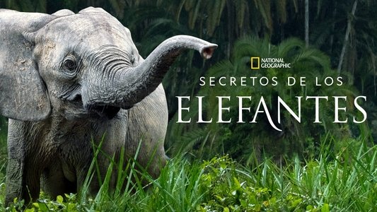 Secrets of the Elephants