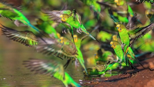 Wild Australia