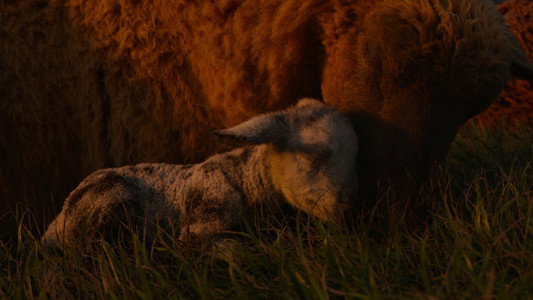 The Sheep Detectives