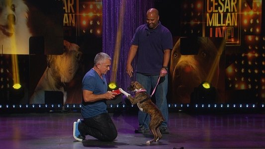 Cesar Millan: Viva Las Vegas!