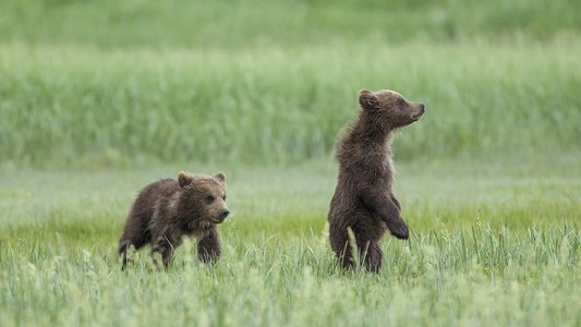 Bears