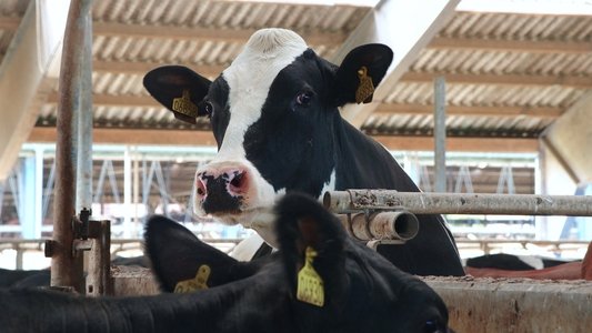 Das System Milch