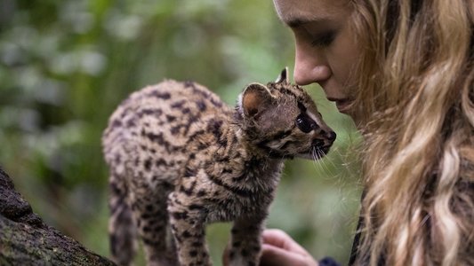 Wildcat