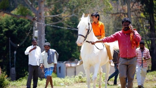 அக்கா குருவி