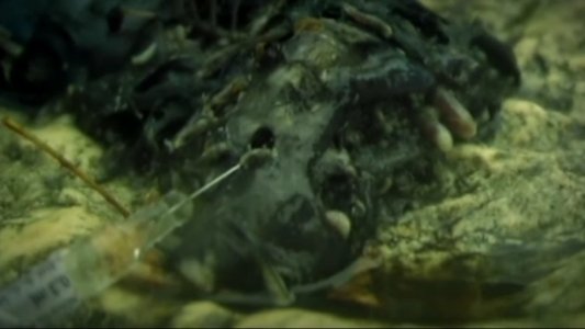 Cannibal