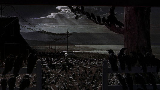 The Birds