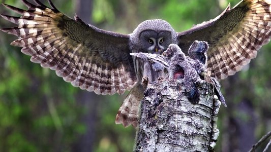 Wild Lapland