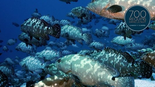 700 requins dans la nuit  (Gombessa 4, la genèse)