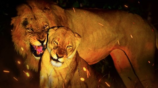 Game of Lions